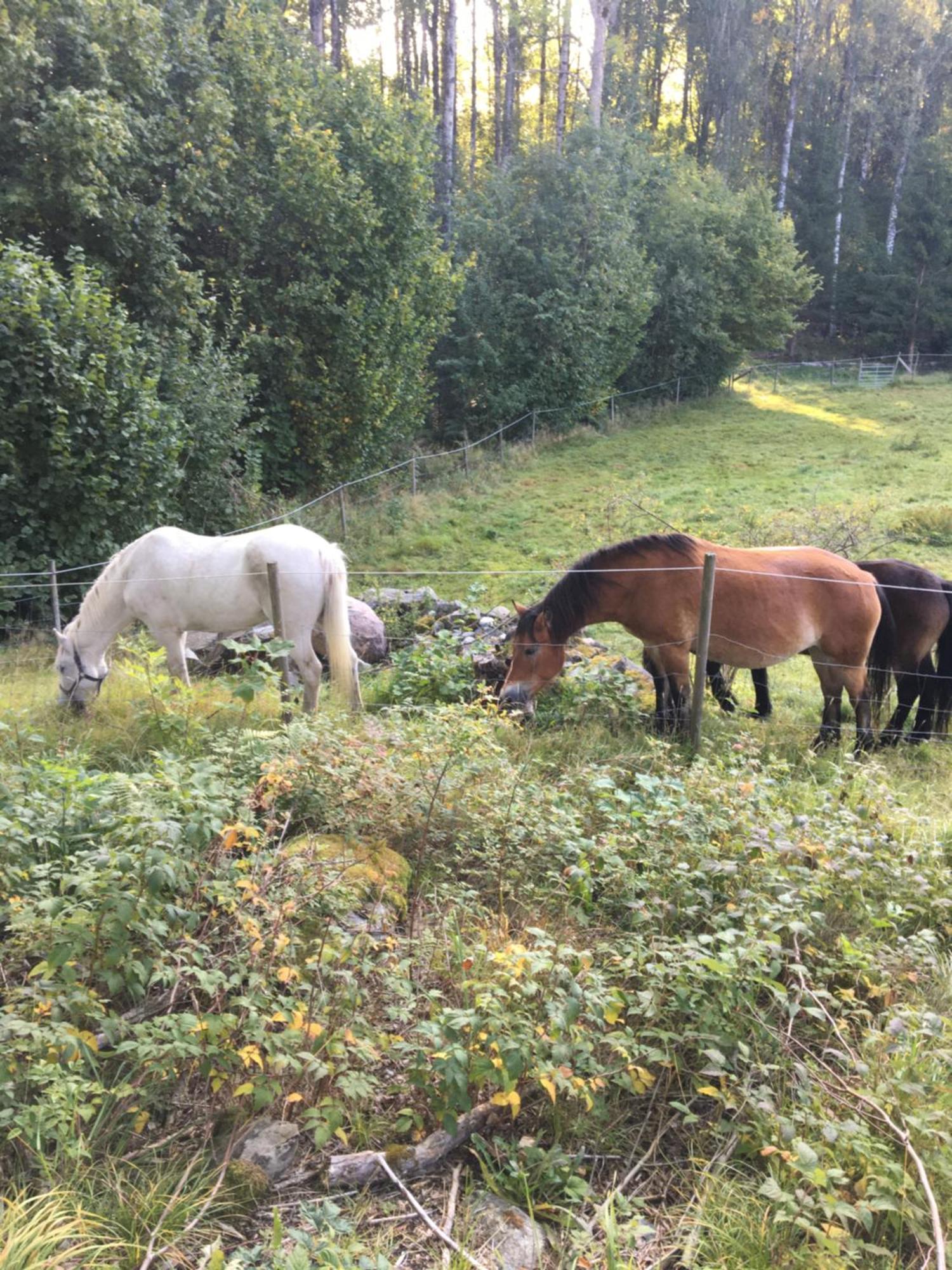 Henneviken BnB Ed Eksteriør billede